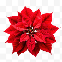 圣诞绿叶红花图片_花园里的红色圣诞红一品红花或大