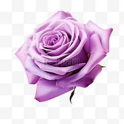 美丽的紫罗兰玫瑰花