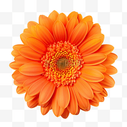 美丽明亮的橙色菊花雏菊顶视图照
