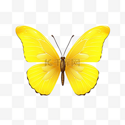 漂亮的翅膀图片图片_可愛的黃蝴蝶