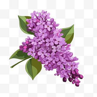 丁香花剪贴画 紫色丁香花与绿叶在白色背景卡通 向量