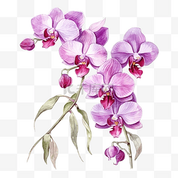 水彩美丽的植物紫色兰花