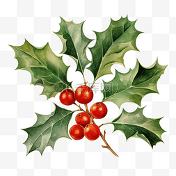 框架丝带红图片_冬青树水彩插画圣诞装饰元素的植