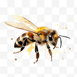 蜜蜂水彩