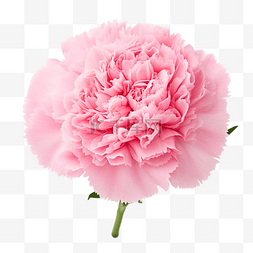 康乃馨玫瑰图片_粉紅色的康乃馨花