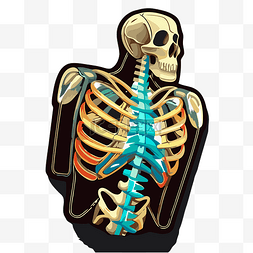 骨骼结构图片_人的骨骼结构 向量