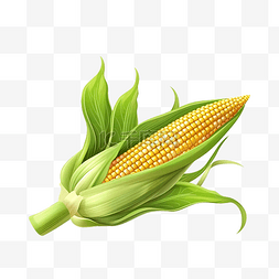 玉米芯与绿叶PNG插图