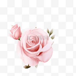 水彩粉色英国玫瑰，带有玫瑰金闪