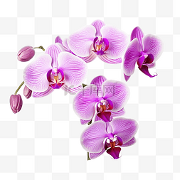 有紫色兰花花的分支