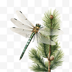 一只蜻蜓坐在圣诞树的绿色树枝上