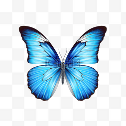 莱莱图片_美丽的蝴蝶孤立形态佩莱达蓝蝴蝶