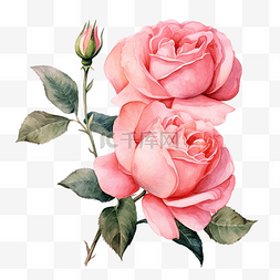 可爱的粉花图片_美丽的粉红色玫瑰花朵水彩插图