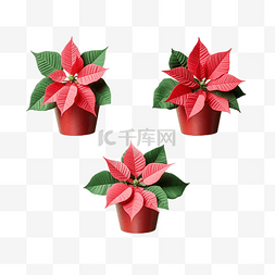 薄荷绿表面三个圣诞红一品红花盆