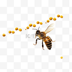 蜜蜂飞行路径 蜜蜂以虚线飞行 蜜