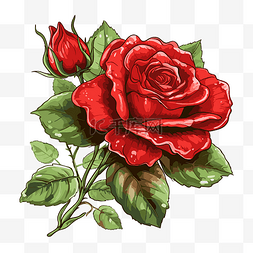 红玫瑰背景图片_红玫瑰 向量