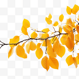 树枝上的黄叶