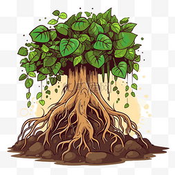 有根的植物图片_有根的植物