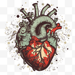 心臟图片_解剖心臟