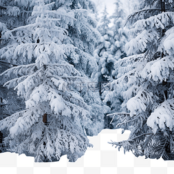 雪景里的树图片_圣诞节，冬季公园里美丽的雪覆盖