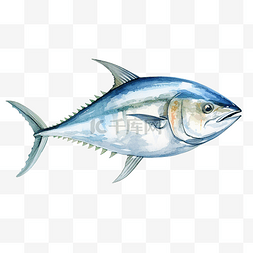 金枪鱼水彩素描线条艺术