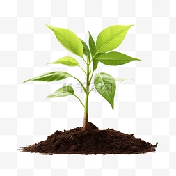 png 文件中具有可见根的树苗或幼