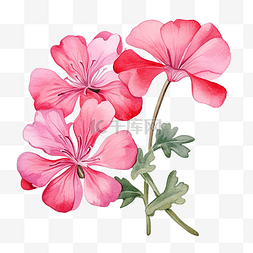 水彩粉红色天竺葵花