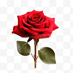 盛开的红玫瑰图片_红玫瑰花盛开