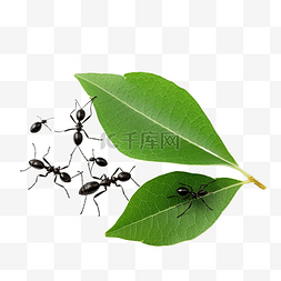 蚂蚁食物图片_蚂蚁和叶子