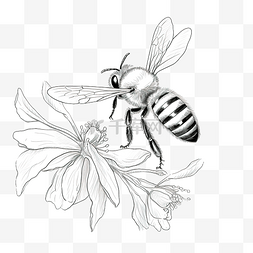 动植物图片_蜜蜂的卡通铅笔画风格花园里的动