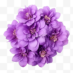 紫色花春天图片_紫色花孤立