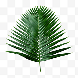 棕櫚樹图片_苏铁树的绿叶png文件