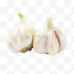 香料植物图片_分离的新鲜大蒜