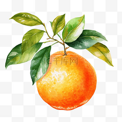 橙色水彩插图