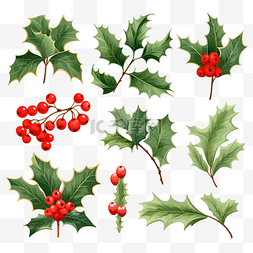 植物树子图片_冬青叶与红色浆果集合