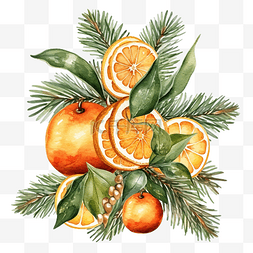 八角星手绘图片_圣诞水彩画与枞树和橙子