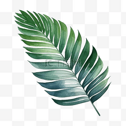 手绘水彩植物叶子图片_热带棕榈叶水彩风格装饰元素