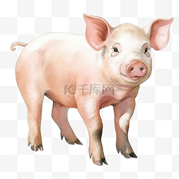 牛肉贴画图片_水彩猪肉剪贴画
