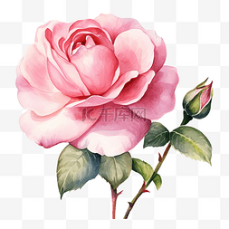 粉色英国玫瑰水彩花