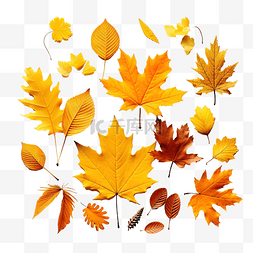 花与叶组合图片_创意秋季感恩节组合与装饰树叶