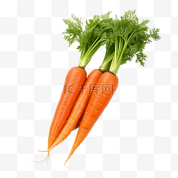 一根新鲜胡萝卜图片_两根胡萝卜分离的新鲜蔬菜收获和
