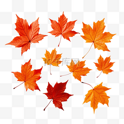 橙色的树叶图片_橙色的秋叶