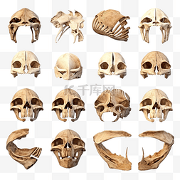哺乳动物骨骼图片_从不同视角对企鹅头骨化石进行 3D