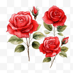 一套红玫瑰水彩插图PNG文件