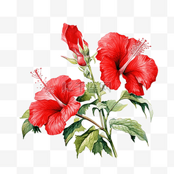 热带水彩植物图片_红芙蓉花蕾侧视图水彩