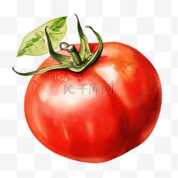 番茄剪贴画图片_水彩番茄剪贴画