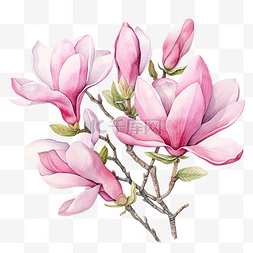 粉红色的玉兰花图片_粉红色的玉兰花水彩插图