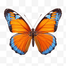 蓝色翅膀蝴蝶图片_蓝色翅膀的橙色蝴蝶