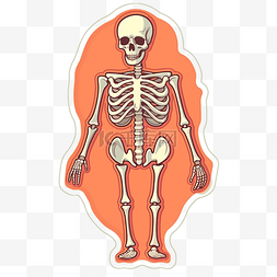 骨骼系统图片_骨架设计贴纸 向量