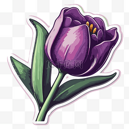 紫色郁金香花贴纸是带有紫色叶子