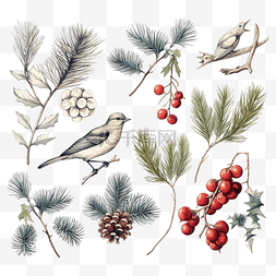 植物树子图片_天然圣诞物品的集合植物鸟花云杉
